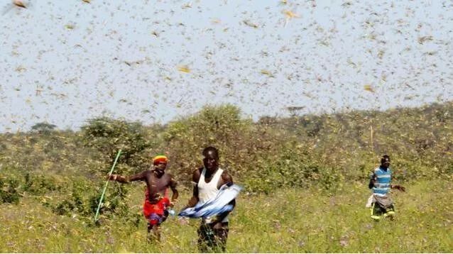 联合国警告:另一场灾难要来了 印巴边境或现蝗灾