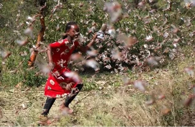 联合国警告:另一场灾难要来了 印巴边境或现蝗灾