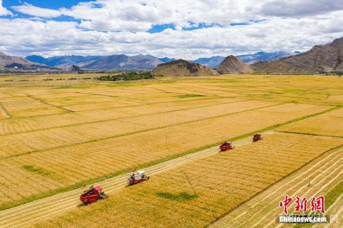 9月19日，西藏日喀则市江孜县紫金乡努堆村村民利用收割机收青稞。 (无人机拍摄)
<a target='_blank' href='http://www.chinanews.com/'>中新社</a>记者 何蓬磊 摄