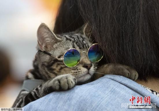 资料图:宠物与主人。 点击进入下一页