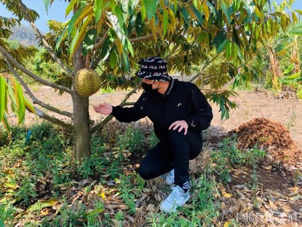 图为陈王琳为公司考察挑选榴莲。陈王琳供图。 图为陈王琳为公司考察挑选榴莲。陈王琳供图。