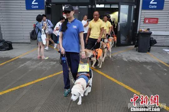 资料图:导盲犬引导失明者前行。张亨伟 摄 资料图:导盲犬引导失明者前行。张亨伟 摄