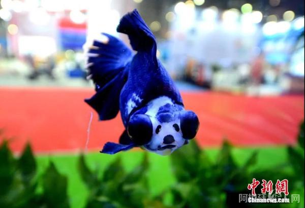 资料图:金鱼。王东明 摄 资料图:金鱼。王东明 摄