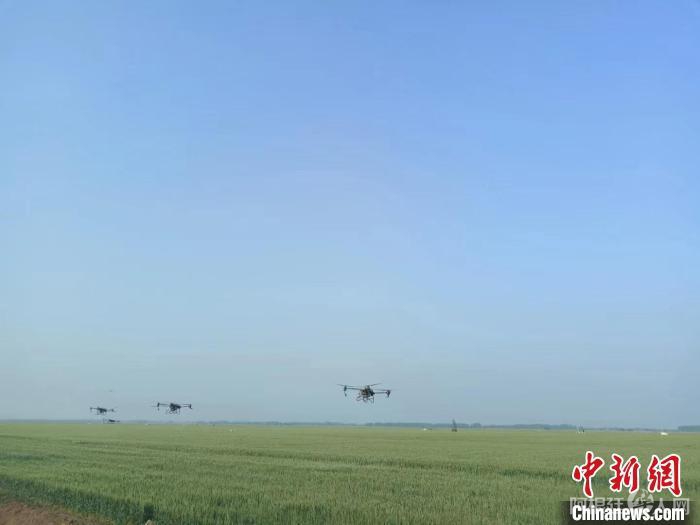 无人机在麦田上空作业。 国喜 摄 无人机在麦田上空作业。 国喜 摄