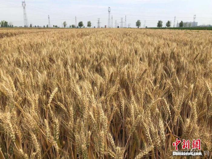 已经陆续成熟的小麦。 刘峰 摄 已经陆续成熟的小麦。 刘峰 摄