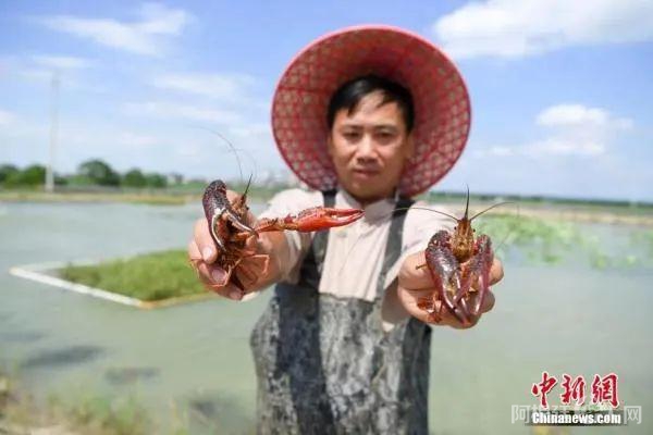 资料图：小龙虾。杨华峰 摄