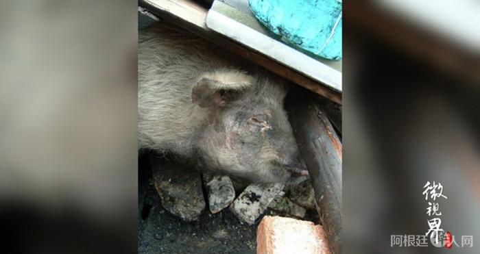 截图自中新视频 截图自中新视频