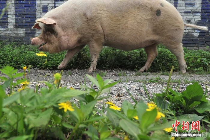 资料图:猪坚强。贾国荣 摄 资料图:猪坚强。贾国荣 摄