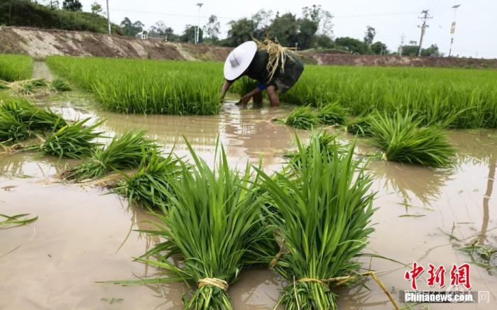 资料图:拔秧。肖潇 摄 资料图:拔秧。肖潇 摄