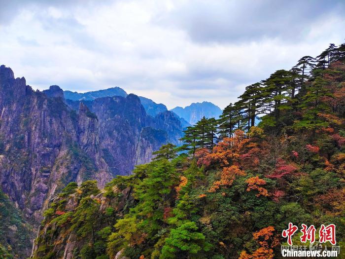 资料图：黄山风景区树木色彩分层，红黄相间。陈伟 摄