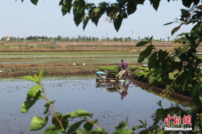 图为5月20日，大荒地村村民在播种秧苗。 中新社记者 苍雁 摄
