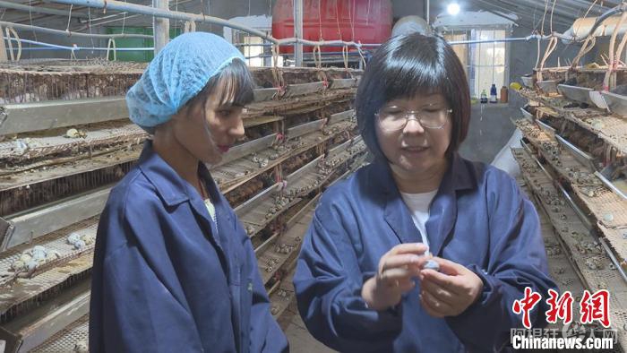 当地群众跟着赵洁学习鹌鹑养殖技术。　高磊 摄