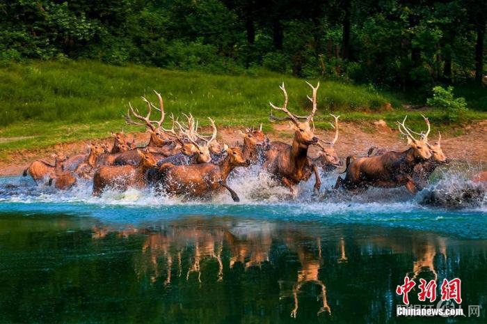 资料图：麋鹿奔驰在盐城滩涂湿地。孙华金 摄