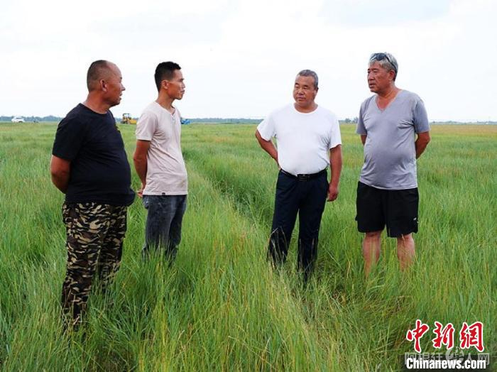 图为杜永滨查看羊草涨势。 胡建华 摄 图为杜永滨查看羊草涨势。 胡建华 摄