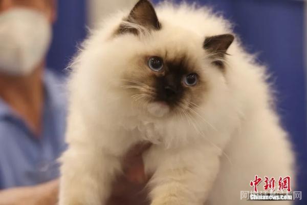 在多伦多举行的2022年春季加拿大宠物博览会上,一位参展人员向记者展示一只参加“最佳猫咪”评选的宠物猫。中新社记者 余瑞冬 摄 在多伦多举行的2022年春季加拿大宠物博览会上,一位参展人员向记者展示一只参加“最佳猫咪”评选的宠物猫。中新社记者 余瑞冬 摄