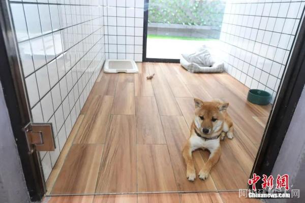 一只小狗住进了149元一天的带窗豪华间狗舍。杨华峰 摄 一只小狗住进了149元一天的带窗豪华间狗舍。杨华峰 摄