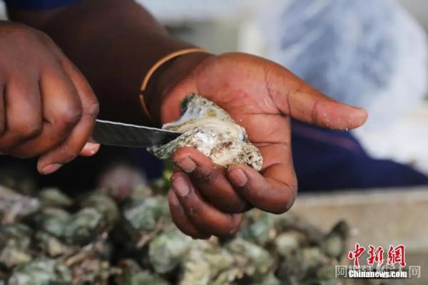 牡蛎资料图。中新社记者 王曦 摄 牡蛎资料图。中新社记者 王曦 摄