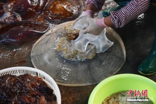 海蜇资料图。 海蜇资料图。