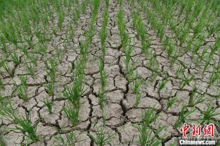 资料图:阆中市木兰镇农民王兴琼的水稻田龟裂。 张晓东 摄 资料图:阆中市木兰镇农民王兴琼的水稻田龟裂。 张晓东 摄