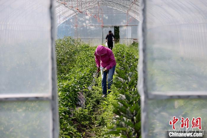 资料图为2022年7月10日，在位于加拿大阿尔伯塔省奥尔兹(Olds)小镇的“董菜菜”经营的“悠鲜美地”农场，顾客正在冷棚内采摘果蔬。 中新社记者 余瑞冬 摄