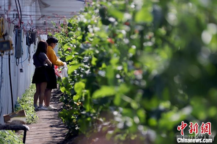 资料图为2022年7月10日，在位于加拿大阿尔伯塔省奥尔兹(Olds)小镇的“董菜菜”经营的“悠鲜美地”农场，顾客正在暖棚内采摘果蔬。 中新社记者 余瑞冬 摄