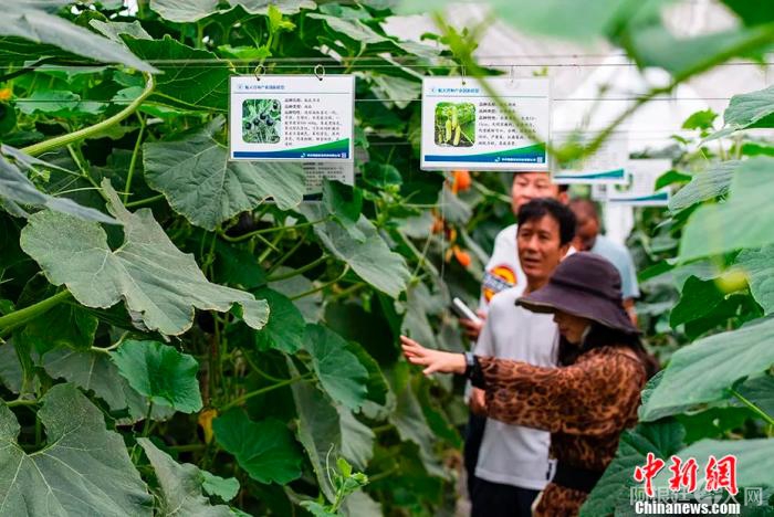资料图：2022年6月22日，位于北京市通州区的航天育种核心示范基地内，品种多样、各具特色的果蔬均是利用“太空种子”培育而成。中新社记者 侯宇 摄