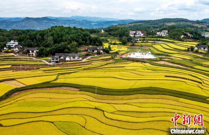资料图：9月16日，航拍贵州省黔西市锦星镇洪湖村稻田。范晖 摄