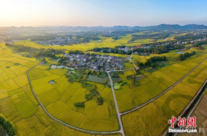 10月15日，航拍江西省抚州市金溪县琅琚镇霞麓村一带，成片的优质稻喜获丰收。中新社发 邓兴东 摄 图片来源：CNSphoto
