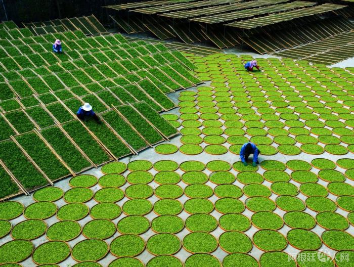 制茶师在进行“福鼎白茶”的“萎凋” 制茶师在进行“福鼎白茶”的“萎凋”