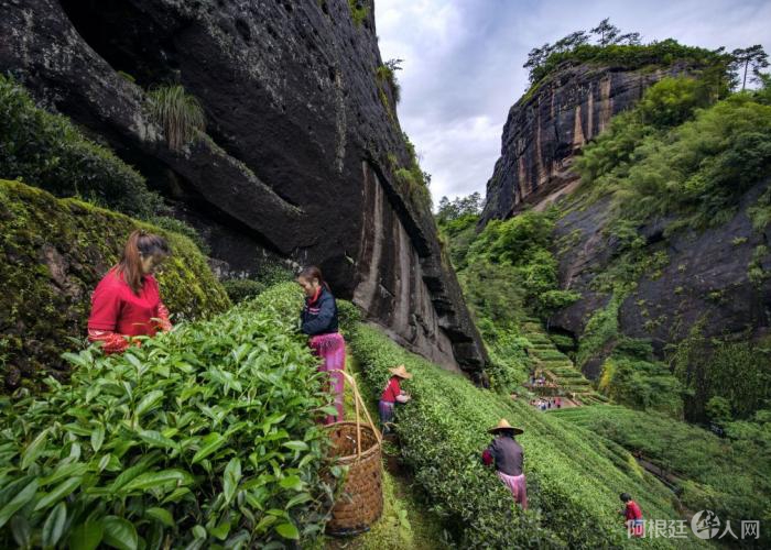 采茶工在福建武夷山茶园采茶。 采茶工在福建武夷山茶园采茶。