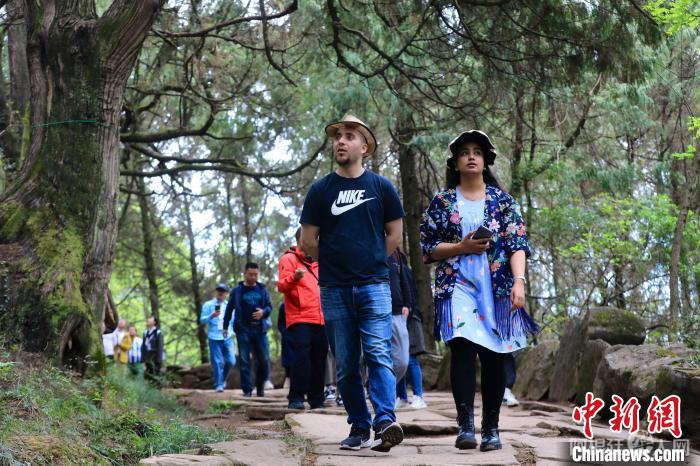 两位国际媒体人在千年古柏下行走。　王磊 摄