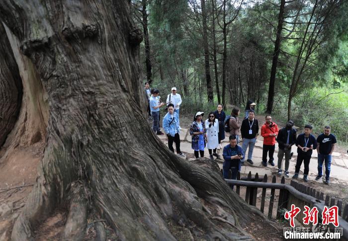 国际媒体人观赏一株千年古柏。　王磊 摄