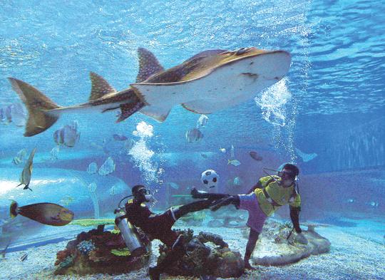 足球热：潜水员水下踢足球 鲨鱼当观众