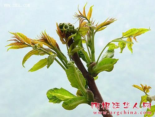 阿根廷马黛茶叶