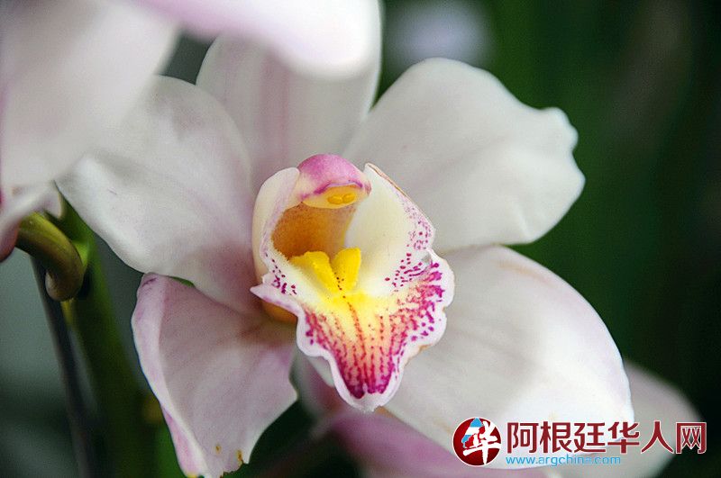 10蓓蕾初绽.JPG