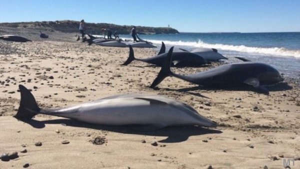 1522037658395697.jpg 21.jpg