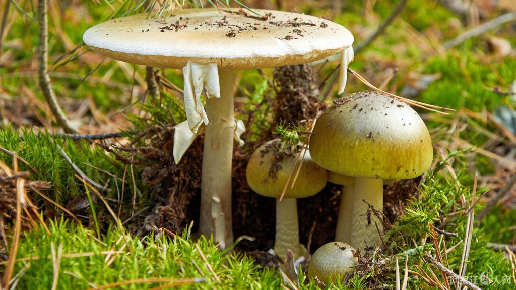 5e2f2f235a8e5_HONGO-DE-LA-MUERTE-2