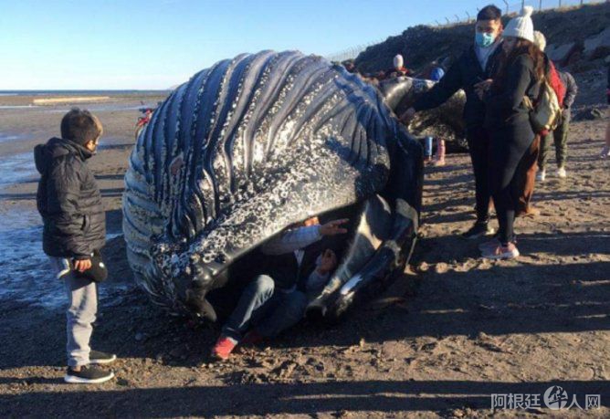 ballena-3png ballena-3png