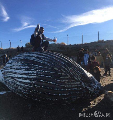 ballena-2png ballena-2png