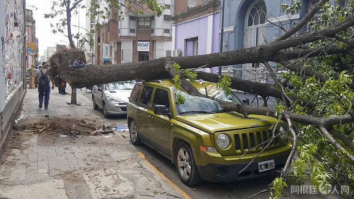 temporal-viento-arboles-caidosjpg