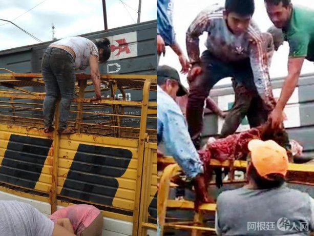 choque-camion-vacas-faena choque-camion-vacas-faena