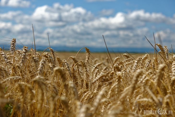 trigo-3jpg trigo-3jpg