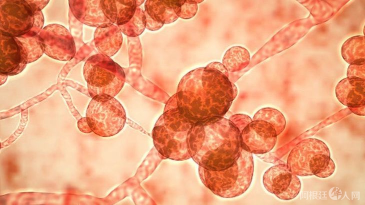 candida-auris-1jpg candida-auris-1jpg