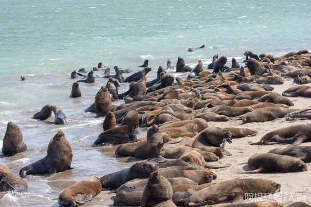 lobo-puerto-mardeljpegjpeg lobo-puerto-mardeljpegjpeg