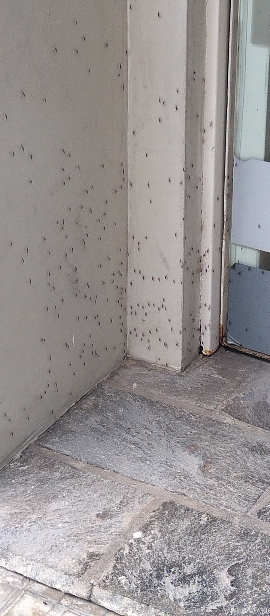 816910-mosquitos_0 816910-mosquitos_0