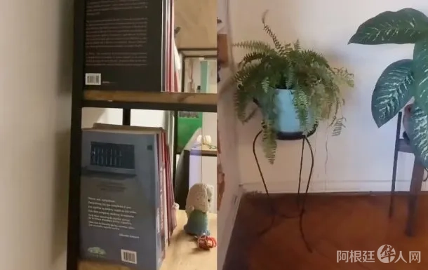 temblor-caballito temblor-caballito