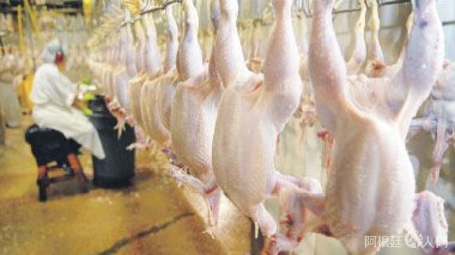 el-incremento-la-produccion-genero-una-sobreoferta-interna-que-deprimio-los-precios-la-carne-aviar-y-disparo-el-consumo-interno-que-compensa-las-menores-exportaciones-volumenes