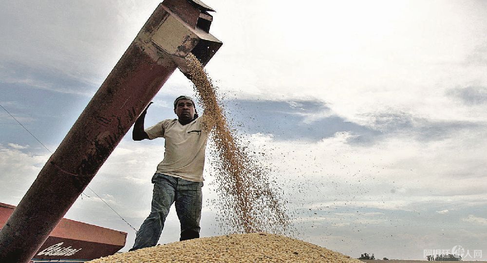 mercado-la-cosecha-soja-la-argentina-seria-menor-que-los-50-millones-toneladas-y-esto-no-solo-esta-impactando-la-cotizacion-del-poroto-sino-tambien-la-harina